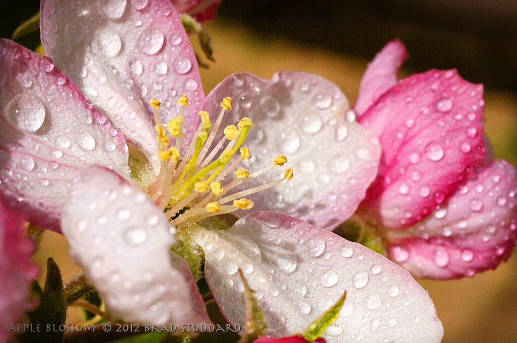 Apple Blossom