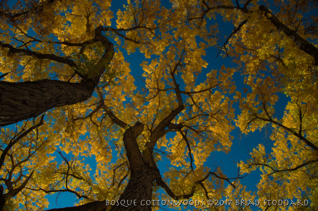 Autumn - Rio Grande Bosque - Cottonwoods #1