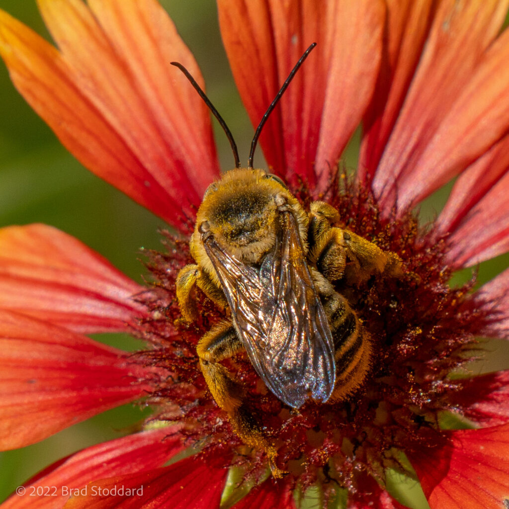 Honeybee on Flower (1)