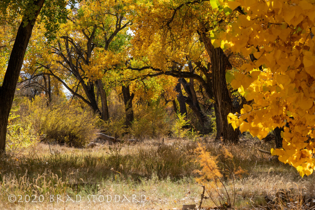 Rio Grande Bosque (10)