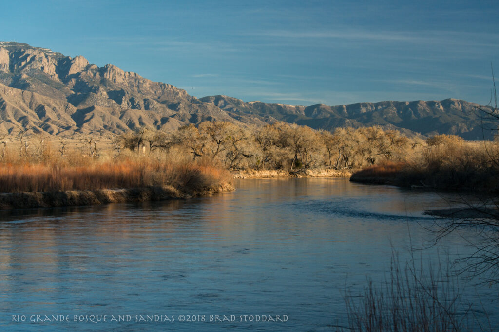 Rio Grande Bosque