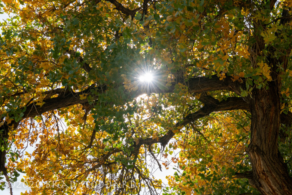 Rio Grande Cottonwoods