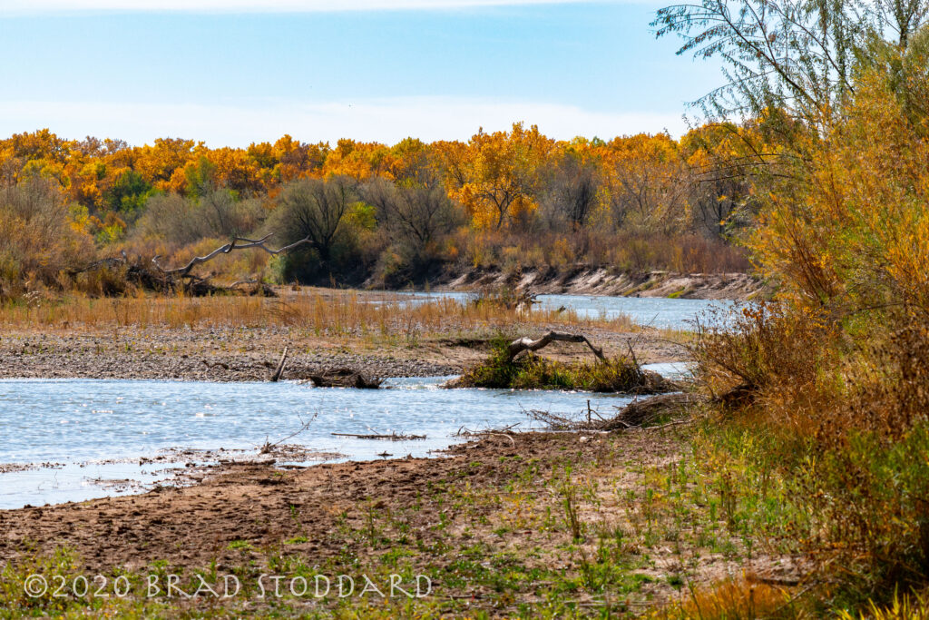 Rio Grande Bosque (2)