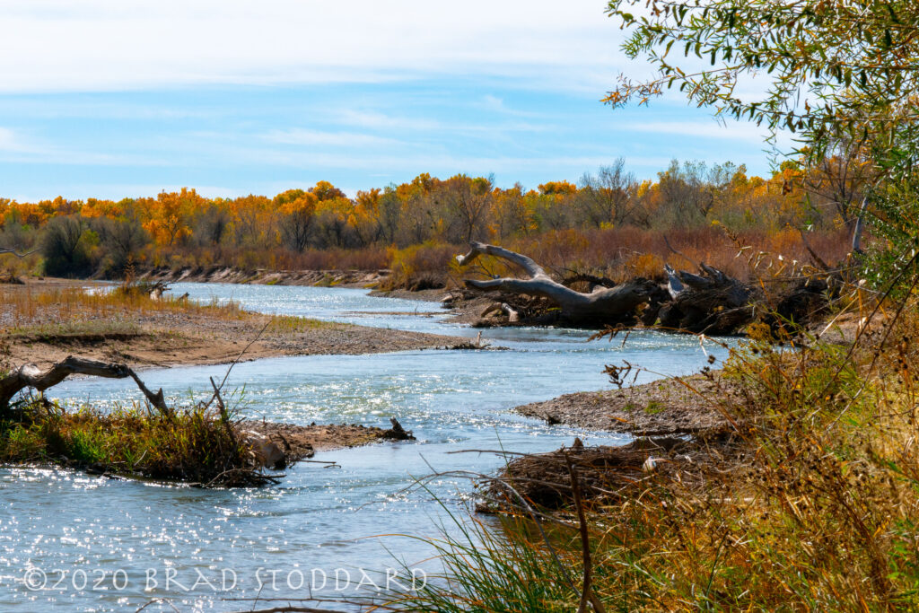 Rio Grande Bosque (7)