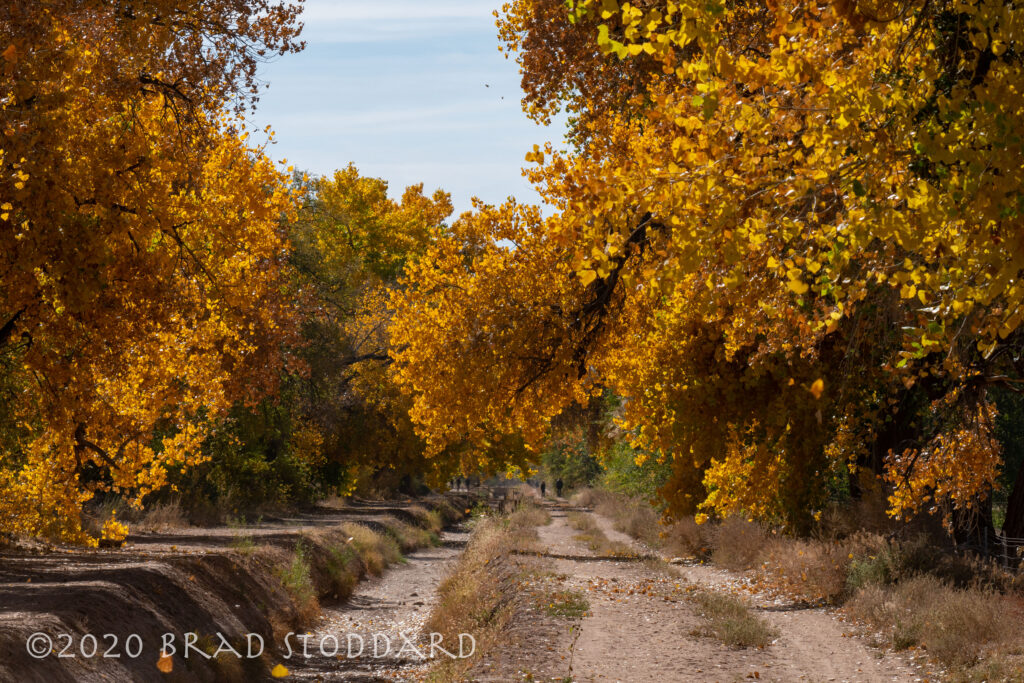 Rio Grande Bosque Acequia